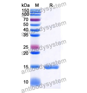 抗 Human CD40/TNFRSF5 納米抗體 (SAA1164)(RHD68901),Anti-Human CD40/TNFRSF5 Nanobody (SAA1164)