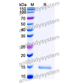 抗 SARS-CoV-2 S Protein 納米抗體 (SAA1121)(RVV00189),Anti-SARS-CoV-2 S Protein Nanobody (SAA1121)