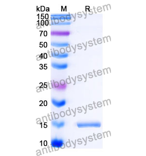 抗 SARS-CoV-2 S Protein 納米抗體 (SAA1118)(RVV00188),Anti-SARS-CoV-2 S Protein Nanobody (SAA1118)