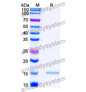 抗 SARS-CoV-2 S Protein 納米抗體 (SAA1105)(RVV00182),Anti-SARS-CoV-2 S Protein Nanobody (SAA1105)