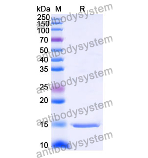 抗 Human AGTR1 納米抗體 (SAA1005)(RHD90202),Anti-Human AGTR1 Nanobody (SAA1005)