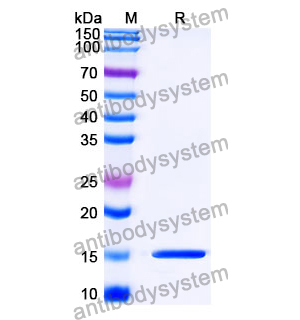 抗 SARS-CoV-2 S Protein 纳米抗体 (SAA1108)(RVV00183),Anti-SARS-CoV-2 S Protein Nanobody (SAA1108)