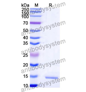 抗 Staphylococcus aureus entB/SEB 纳米抗体 (SAA1238)(RXX05501)