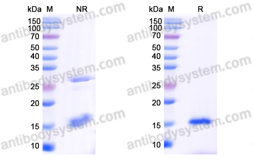 抗 Human CD20/MS4A1 納米抗體 (SAA1332)(RHC90701),Anti-Human CD20/MS4A1 Nanobody (SAA1332)