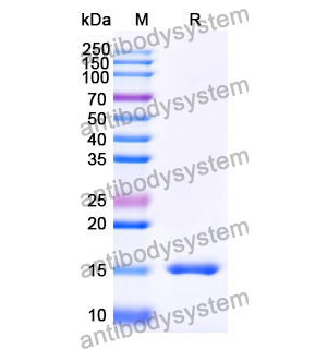 抗 Human PTCH1 納米抗體 (SAA1006)(RHG62202),Anti-Human PTCH1 Nanobody (SAA1006)