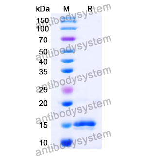 抗 Chick LYZ/Lysozyme C 納米抗體 (SAA0887)(RCK81002),Anti-Chick LYZ/Lysozyme C Nanobody (SAA0887)