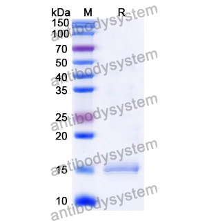 抗 Human CD152/CTLA4 納米抗體 (SAA1104)(RHD17201),Anti-Human CD152/CTLA4 Nanobody (SAA1104)