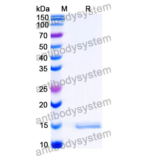 抗 SARS-CoV-2 S Protein 納米抗體 (SAA1124)(RVV00192),Anti-SARS-CoV-2 S Protein Nanobody (SAA1124)