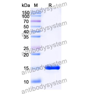 抗 SARS-CoV-2 S Protein 納米抗體 (SAA1061)(RVV00151),Anti-SARS-CoV-2 S Protein Nanobody (SAA1061)