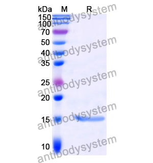 抗 GCN4 納米抗體 (SAA1016)(RXX52002),Anti-GCN4 Nanobody (SAA1016)