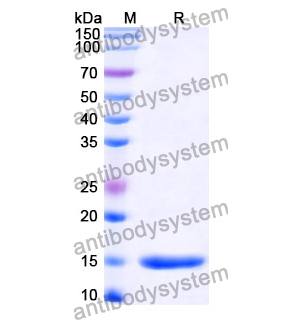 抗 SARS-CoV-2 NP/Nucleoprotein 納米抗體 (SAA0961)(RVV00804),Anti-SARS-CoV-2 NP/Nucleoprotein Nanobody (SAA0961)