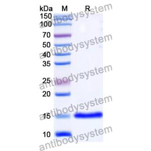 Anti-Human CD152/CTLA4 Nanobody (SAA1054)