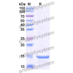 抗 Human LSP1 納米抗體 (SAA1249)(RHE02701),Anti-Human LSP1 Nanobody (SAA1249)