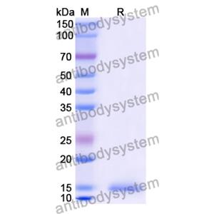 Anti-Chick LYZ/Lysozyme C Nanobody (SAA0900)