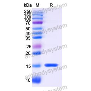 Anti-Human BACE2 Nanobody (SAA1185)