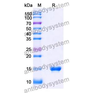 抗 SARS-CoV-2 S Protein 納米抗體 (SAA1048)(RVV00145),Anti-SARS-CoV-2 S Protein Nanobody (SAA1048)