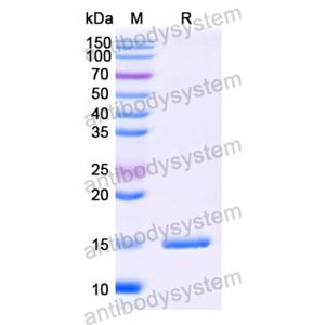 抗 SARS-CoV-2 S Protein 納米抗體 (SAA1077)(RVV00166),Anti-SARS-CoV-2 S Protein Nanobody (SAA1077)