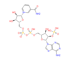 烟酰胺腺嘌呤双核苷酸磷酸盐；辅酶Ⅱ；β-烟酰胺腺嘌呤二核苷酸磷酸,Triphosphopyridine nucleotide