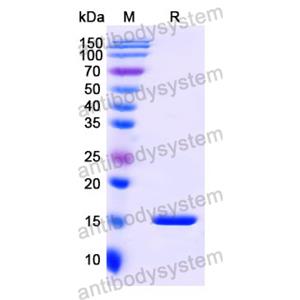 Anti-Human CD3E Nanobody (SAA1330)