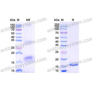 Anti-Human EGFR/ERBB1/HER1 Nanobody (SAA0906)