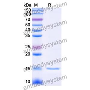 抗 Human CD38/ADPRC 1 纳米抗体 (SAA0895)(RHD80803),Anti-Human CD38/ADPRC 1 Nanobody (SAA0895)