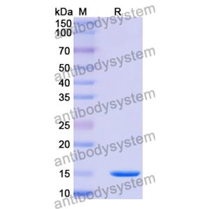 Anti-Human SYNJ1 Nanobody (SAA1056)