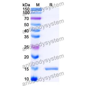 Anti-SARS-CoV-2 S Protein Nanobody (SAA1118)