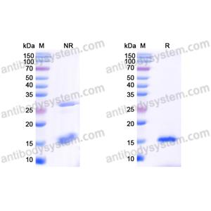 Anti-Human CD20/MS4A1 Nanobody (SAA1332)