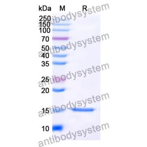 Anti-SARS-CoV-2 S Protein Nanobody (SAA1064)