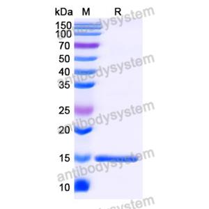 Anti-SARS-CoV-2 S Protein Nanobody (SAA0974)