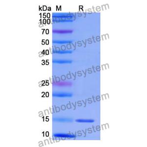 Anti-Human CD47/MER6 Nanobody (SAA1315)