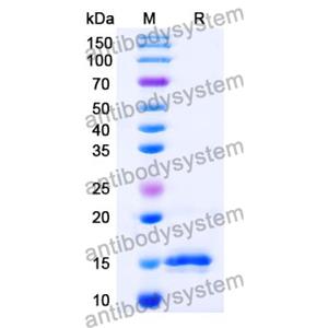 抗 Chick LYZ/Lysozyme C 納米抗體 (SAA0887)(RCK81002),Anti-Chick LYZ/Lysozyme C Nanobody (SAA0887)