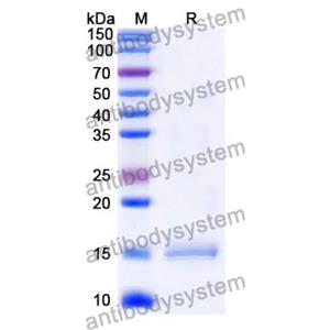 Anti-Human CD152/CTLA4 Nanobody (SAA1104)