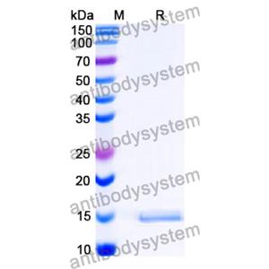 Anti-SARS-CoV-2 S Protein Nanobody (SAA1124)