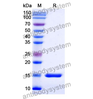 抗 Human CD326/EPCAM 纳米抗体 (SAA1341)(RHD17401),Anti-Human CD326/EPCAM Nanobody (SAA1341)