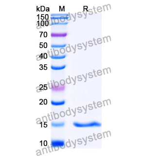 抗 SARS-CoV-2 S Protein 納米抗體 (SAA1084)(RVV00169),Anti-SARS-CoV-2 S Protein Nanobody (SAA1084)