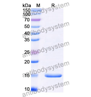 抗 Clostridium botulinum botA/BOTOX 纳米抗体 (SAA0927)(RXX00907),Anti-Clostridium botulinum botA/BOTOX Nanobody (SAA0927)