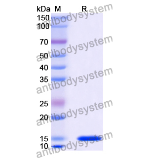 抗 Chick LYZ/Lysozyme C 納米抗體 (SAA1113)(RCK81008),Anti-Chick LYZ/Lysozyme C Nanobody (SAA1113)