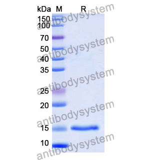 抗 Human KCNA3 纳米抗体 (SAA0971)(RHD49301),Anti-Human KCNA3 Nanobody (SAA0971)