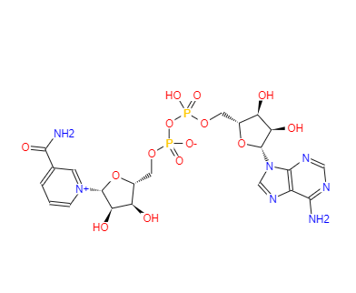 烟酰胺腺嘌呤双核苷酸；烟酰胺腺嘌呤二核甘酸辅酶；β-烟酰胺腺嘌呤二核苷酸,β-Nicotinamide adenine dinucleotide