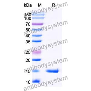 Anti-Human TK1 Nanobody (SAA1373)