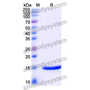 抗 Human GRM2 納米抗體 (SAA1127)(RHG79401),Anti-Human GRM2 Nanobody (SAA1127)