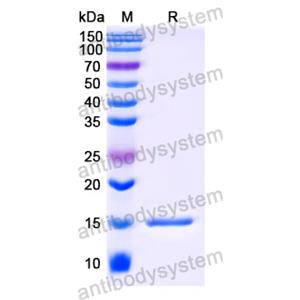 Anti-Human CD7 Nanobody (SAA1260)