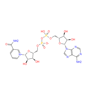 烟酰胺腺嘌呤双核苷酸；烟酰胺腺嘌呤二核甘酸辅酶；β-烟酰胺腺嘌呤二核苷酸,β-Nicotinamide adenine dinucleotide