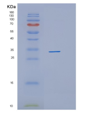 Recombinant Human HHEX Protein,Recombinant Human HHEX Protein