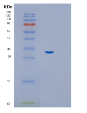 Recombinant E.coli Hif-1a (530-826 aa) Human Protein,Recombinant E.coli Hif-1a (530-826 aa) Human Protein