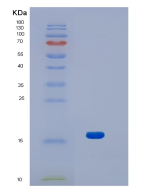 Recombinant Human HN1 Protein,Recombinant Human HN1 Protein