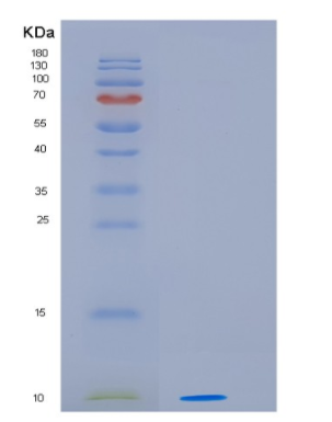 Recombinant Human HSP10 Protein,Recombinant Human HSP10 Protein