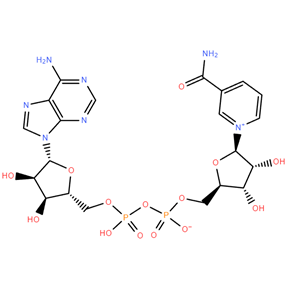 煙酰胺腺嘌呤雙核苷酸,β-Nicotinamide adenine dinucleotide