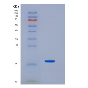 Recombinant Hepatitis C Virus HCV-NS5b Protein